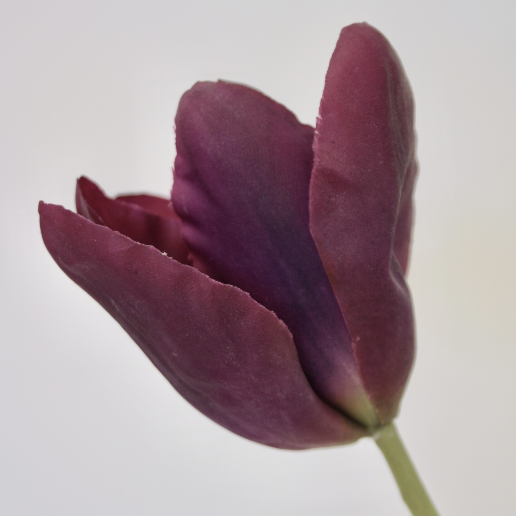 TULIP PURPLE PRINCE | PURPLE  | 67 CM
