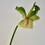 ANTHURIUM | GREEN | 80 CM