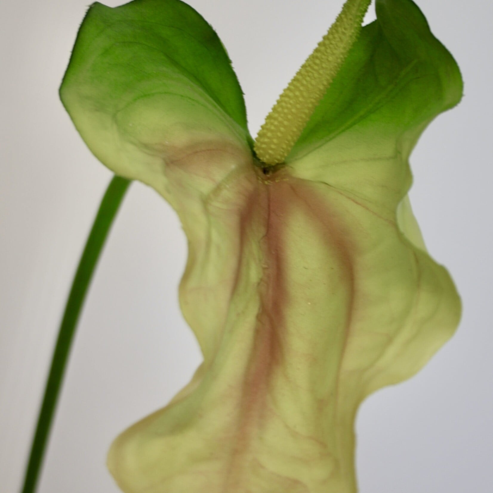 ANTHURIUM | GREEN | 80 CM