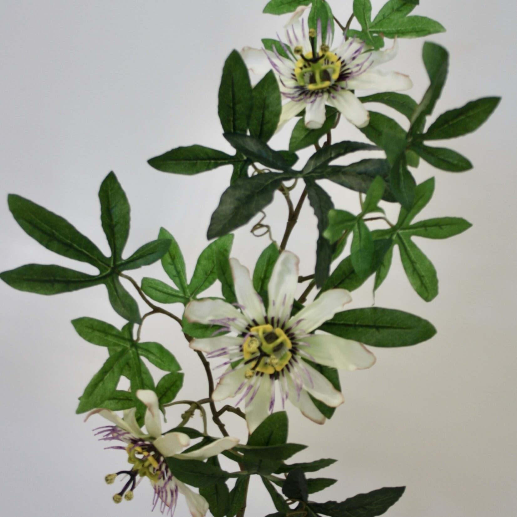 PASSIEBLOEM | WIT | 75 CM