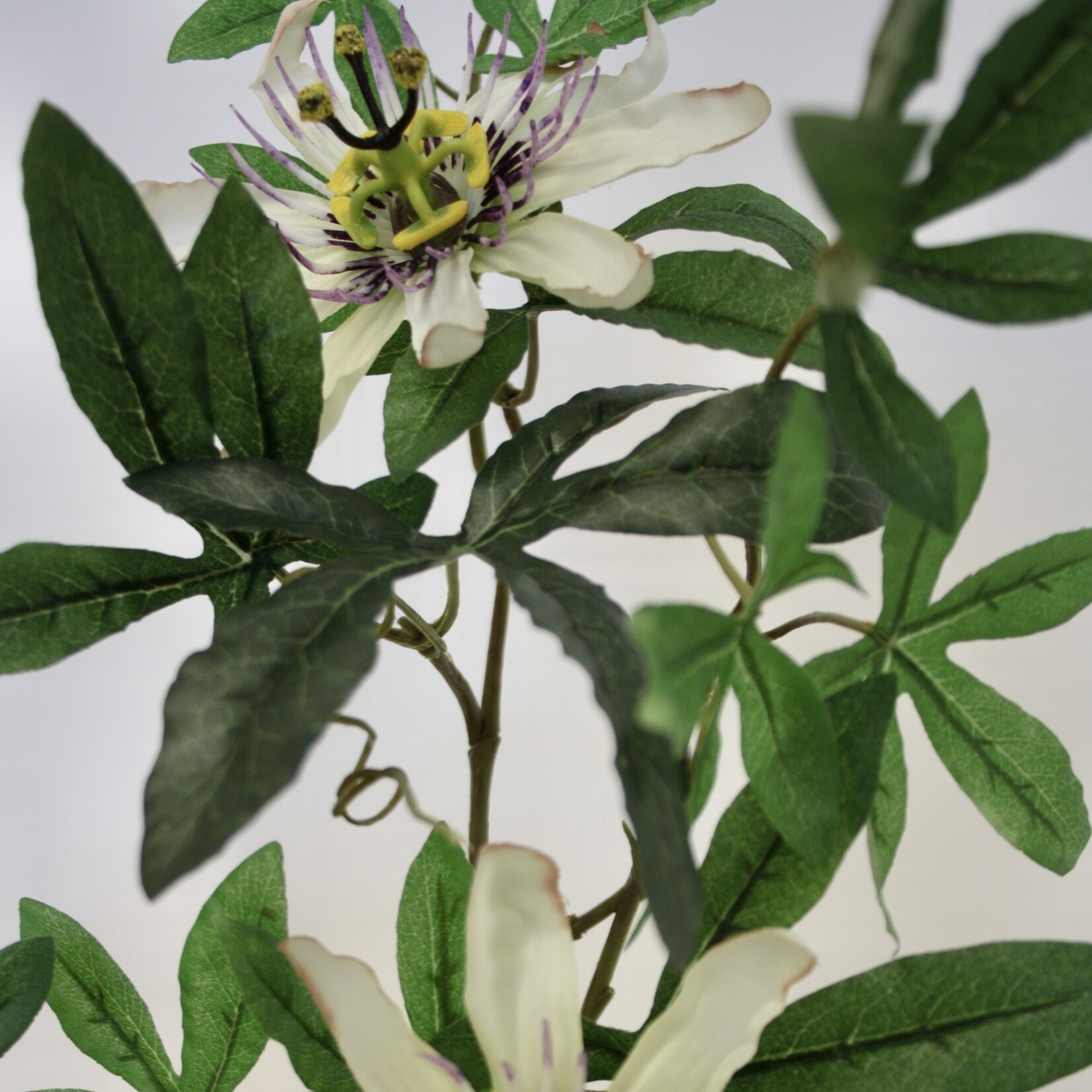 PASSIEBLOEM | WIT | 75 CM