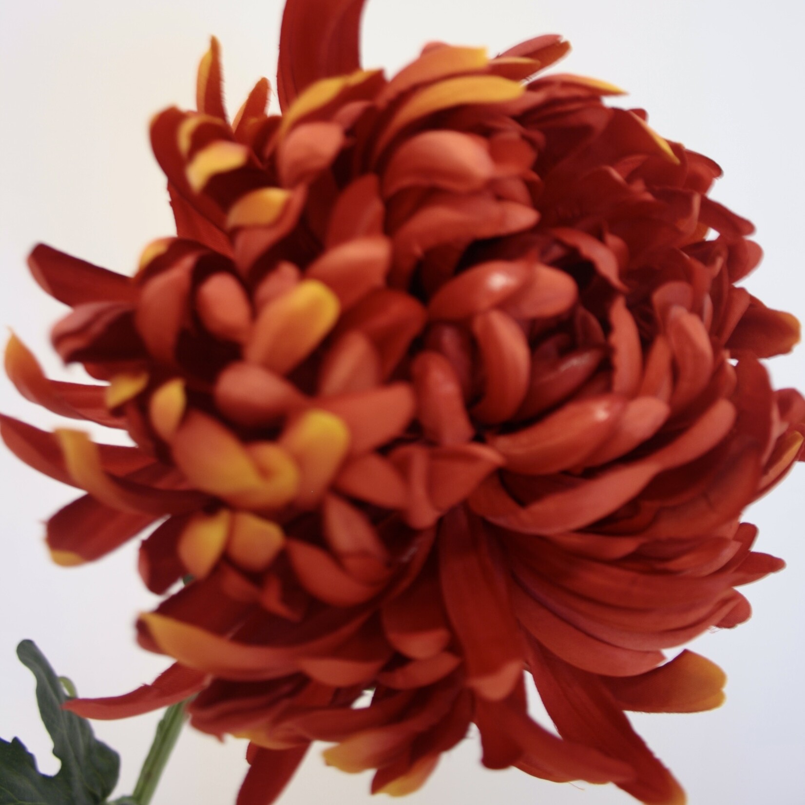 CHRYSANT XL | ORANJE ROOD | 80 CM