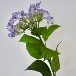 HORTENSIA | LAVENDEL| 65 CM
