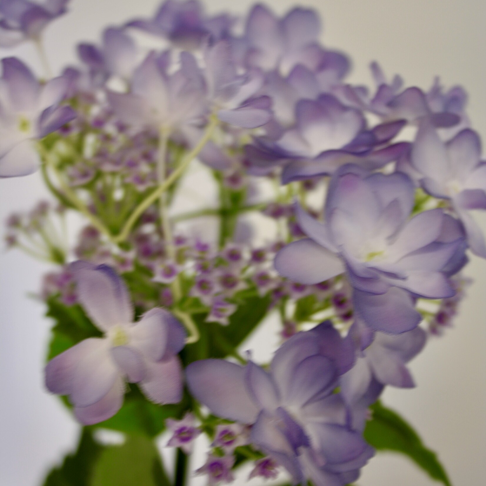 HORTENSIA | LAVENDEL| 65 CM