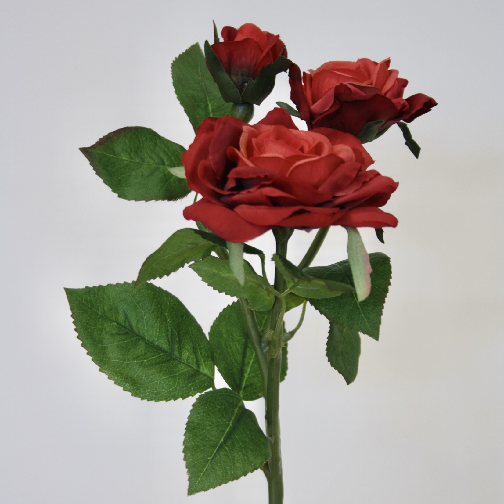 ROOS  FAIRY RED | ROOD | 50 CM