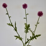 DISTEL | ROZE | 76 CM