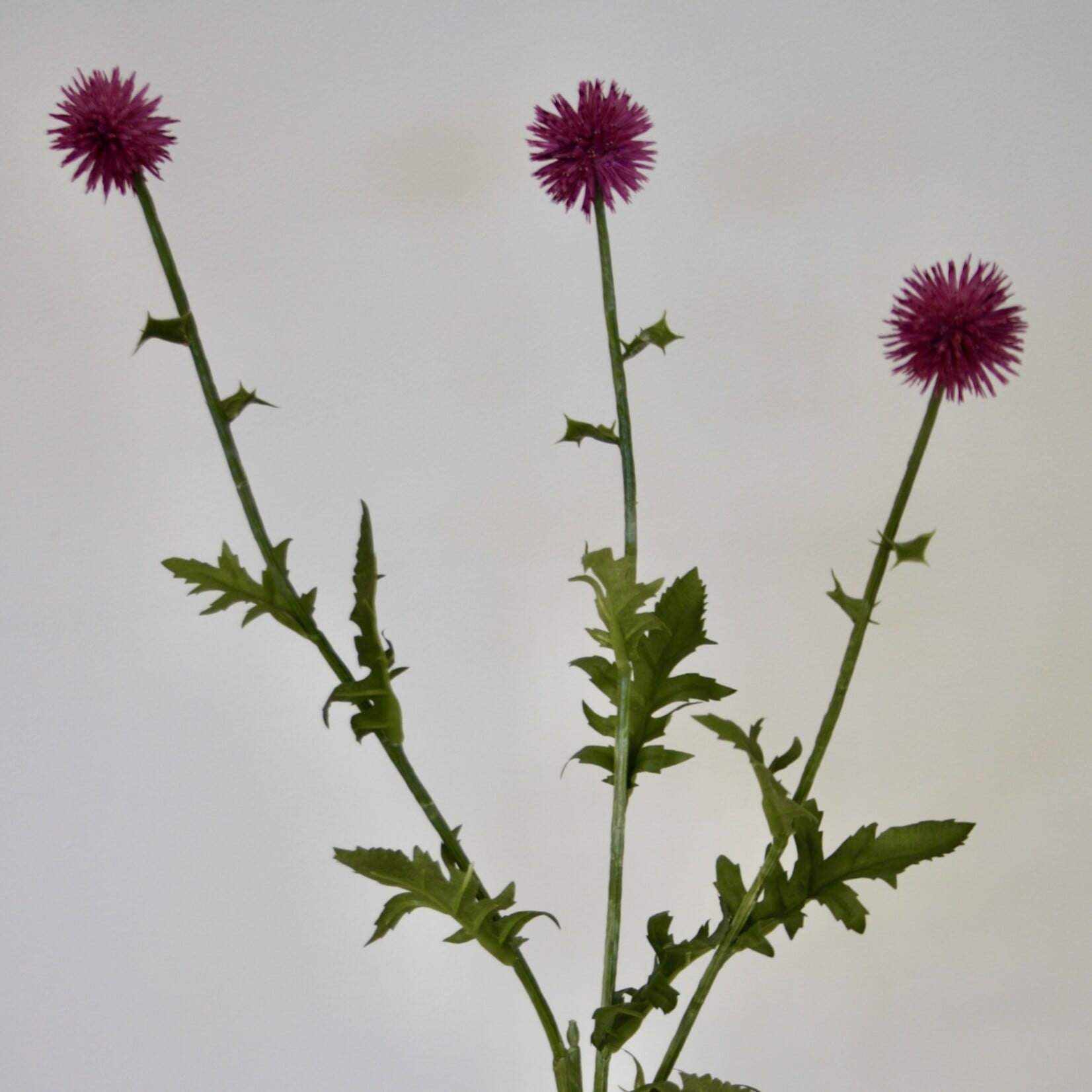 DISTEL | ROZE | 76 CM
