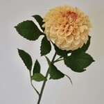 DAHLIA  | ZALM | 74 CM