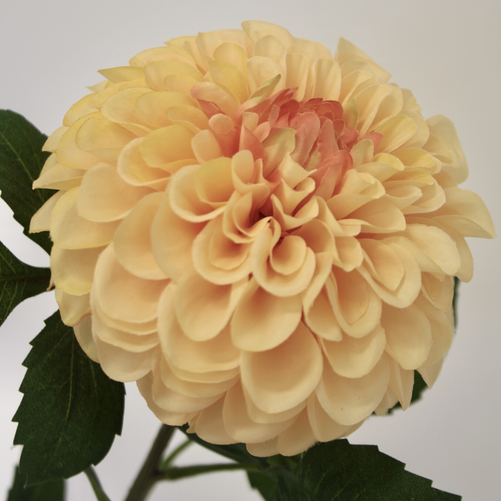 DAHLIA GO GO PEACH | SALMON | 74  CM