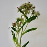 PLUMSICK | GREEN  | 60 CM