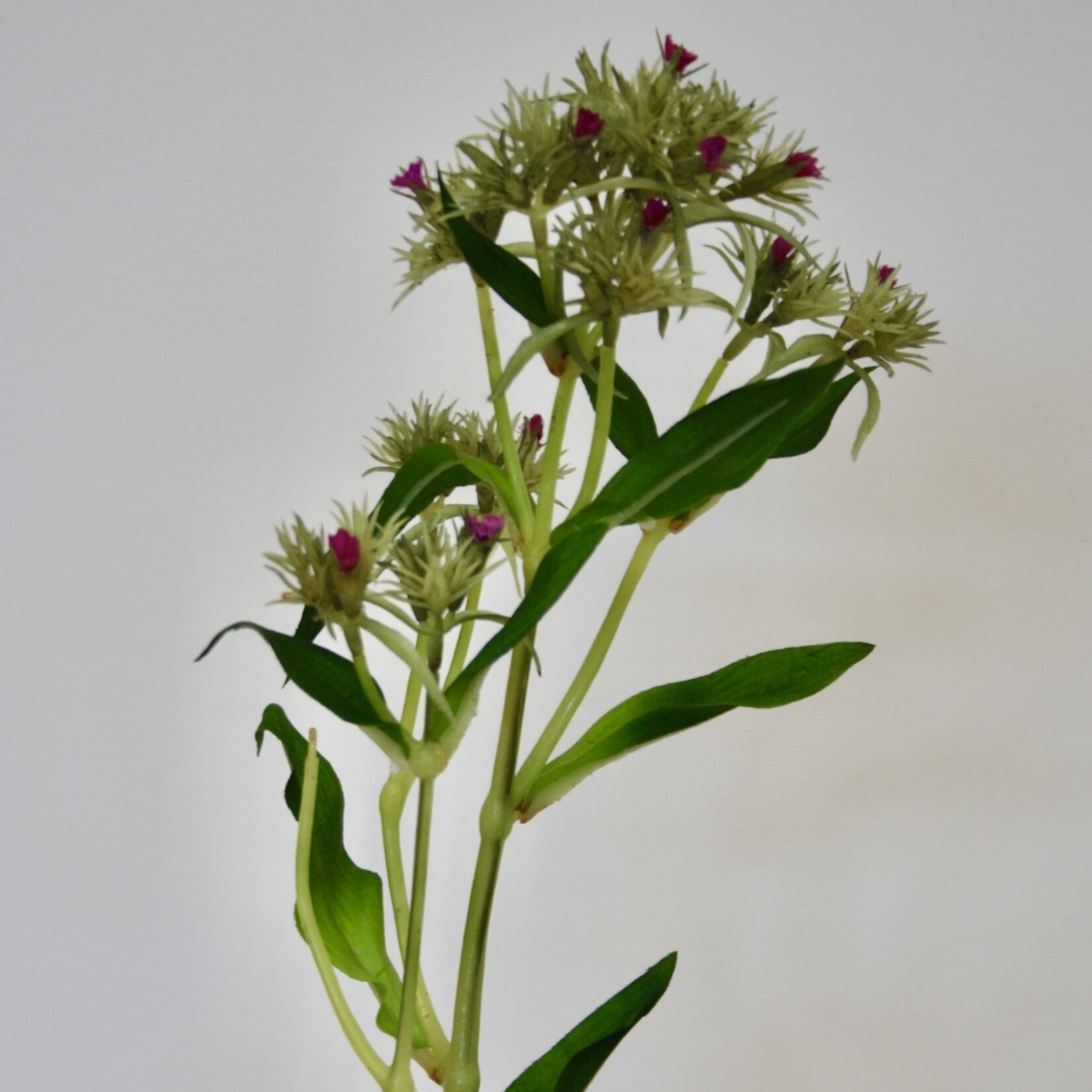 PLUMSICK | GREEN  | 60 CM
