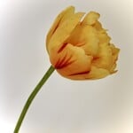 PEONY TULIP | YELLOW | 73 CM
