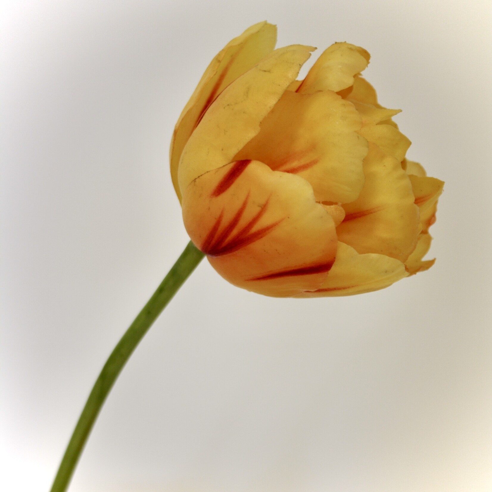 PEONY TULIP VALDIVIA | YELLOW | 73 CM