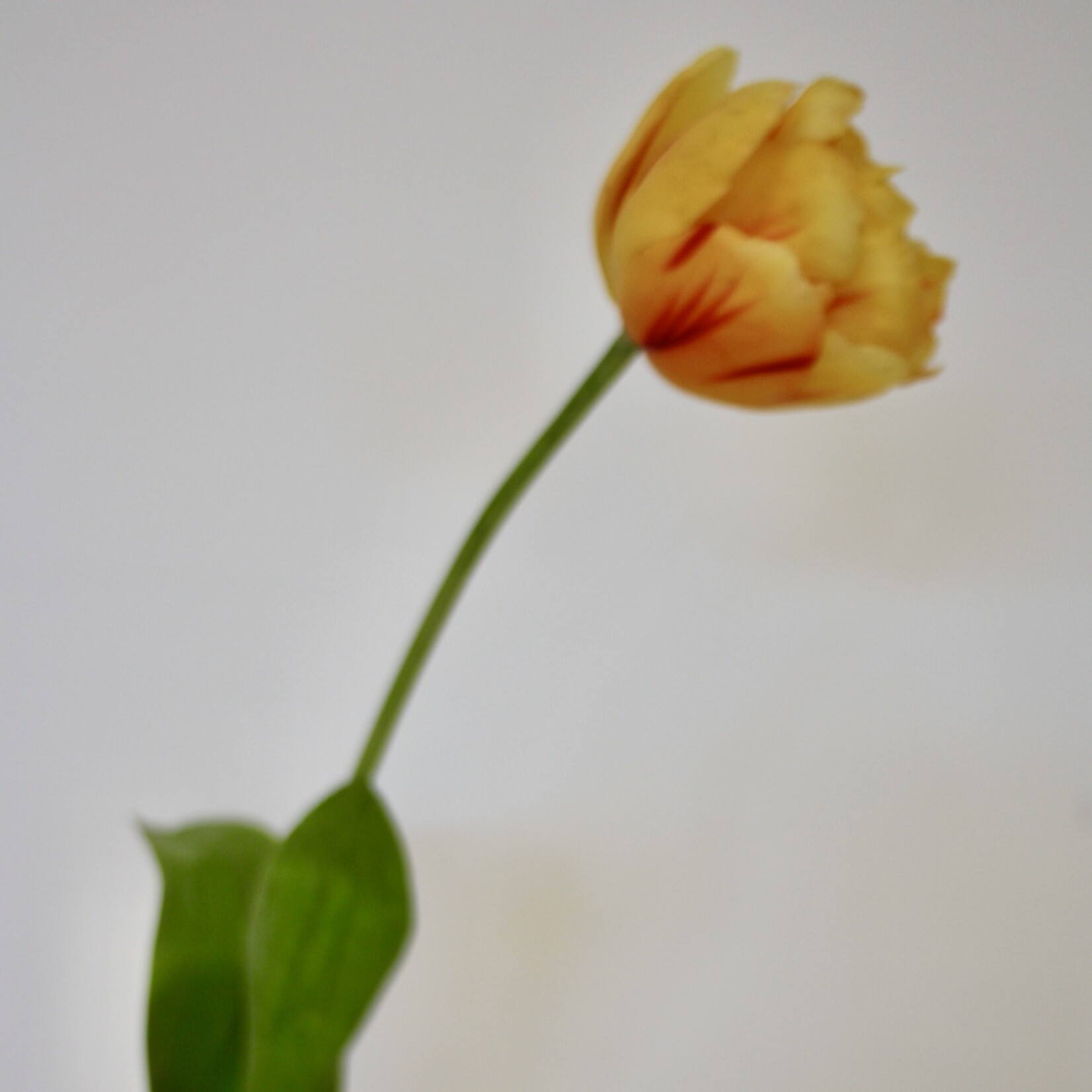 PEONY TULIP VALDIVIA | YELLOW | 73 CM