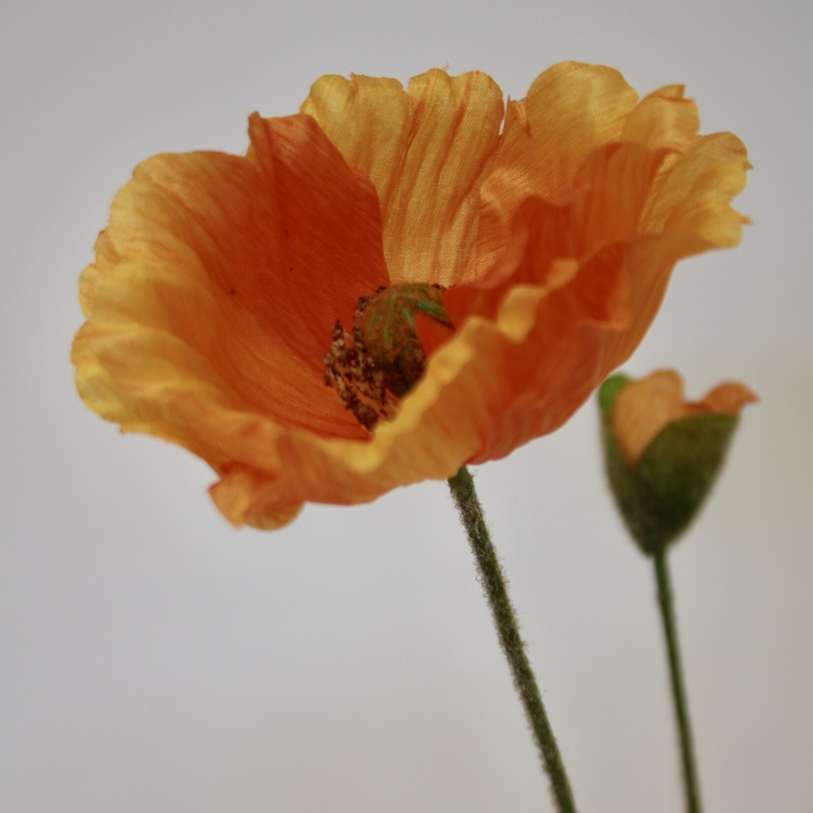 POPPY WELSH | ORANGE | 65 CM