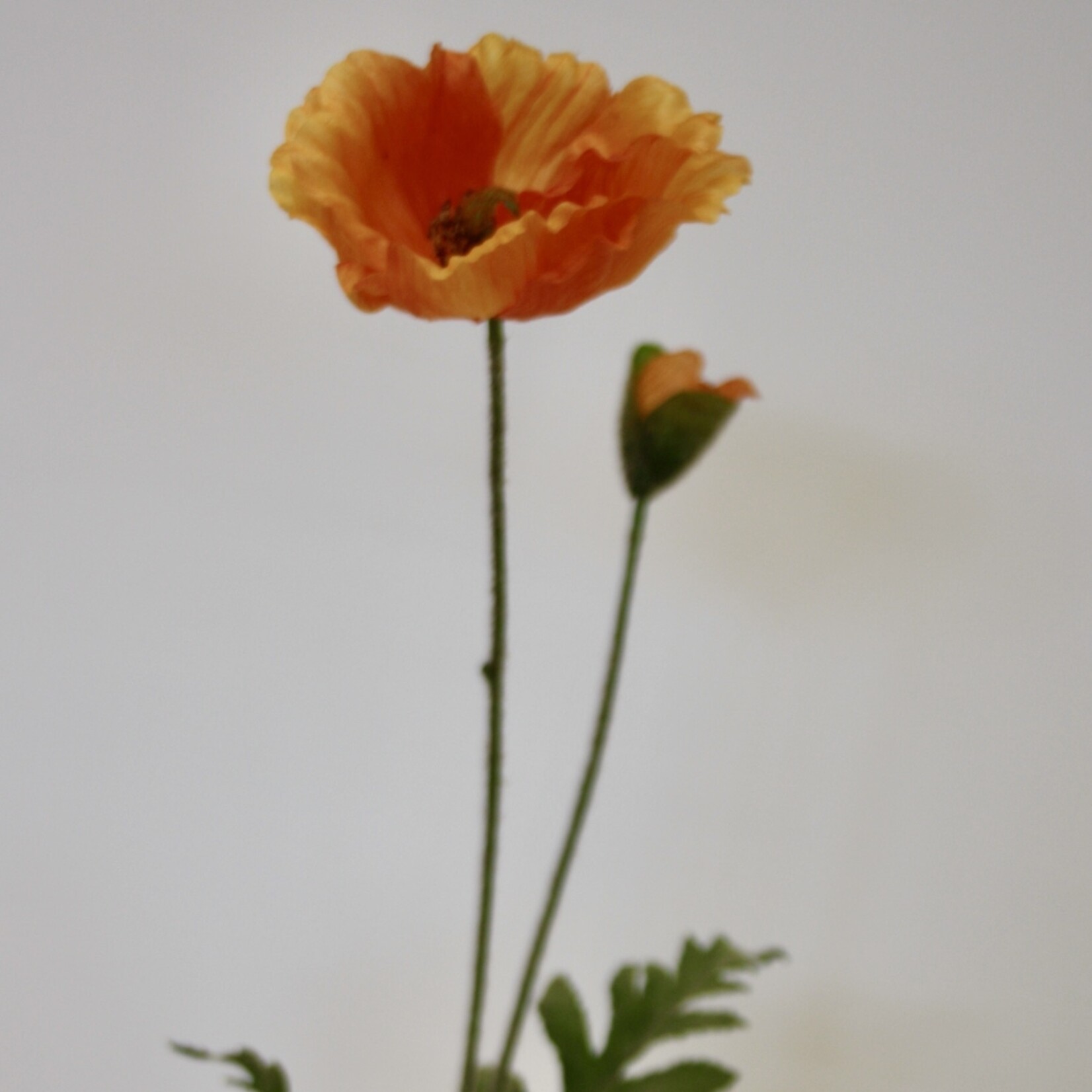 POPPY WELSH | ORANGE | 65 CM