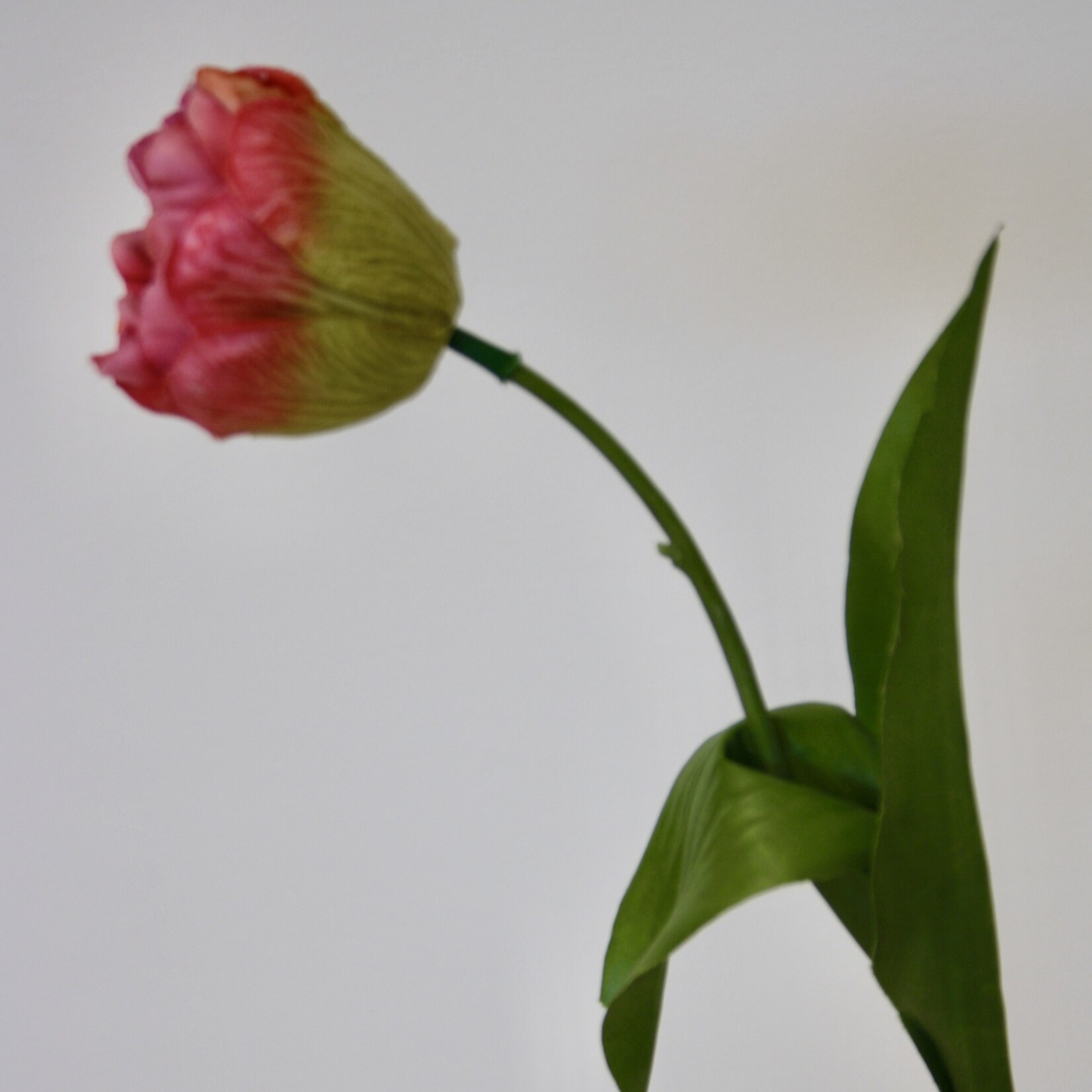 TULP  MELBA| ROZE | 48 CM