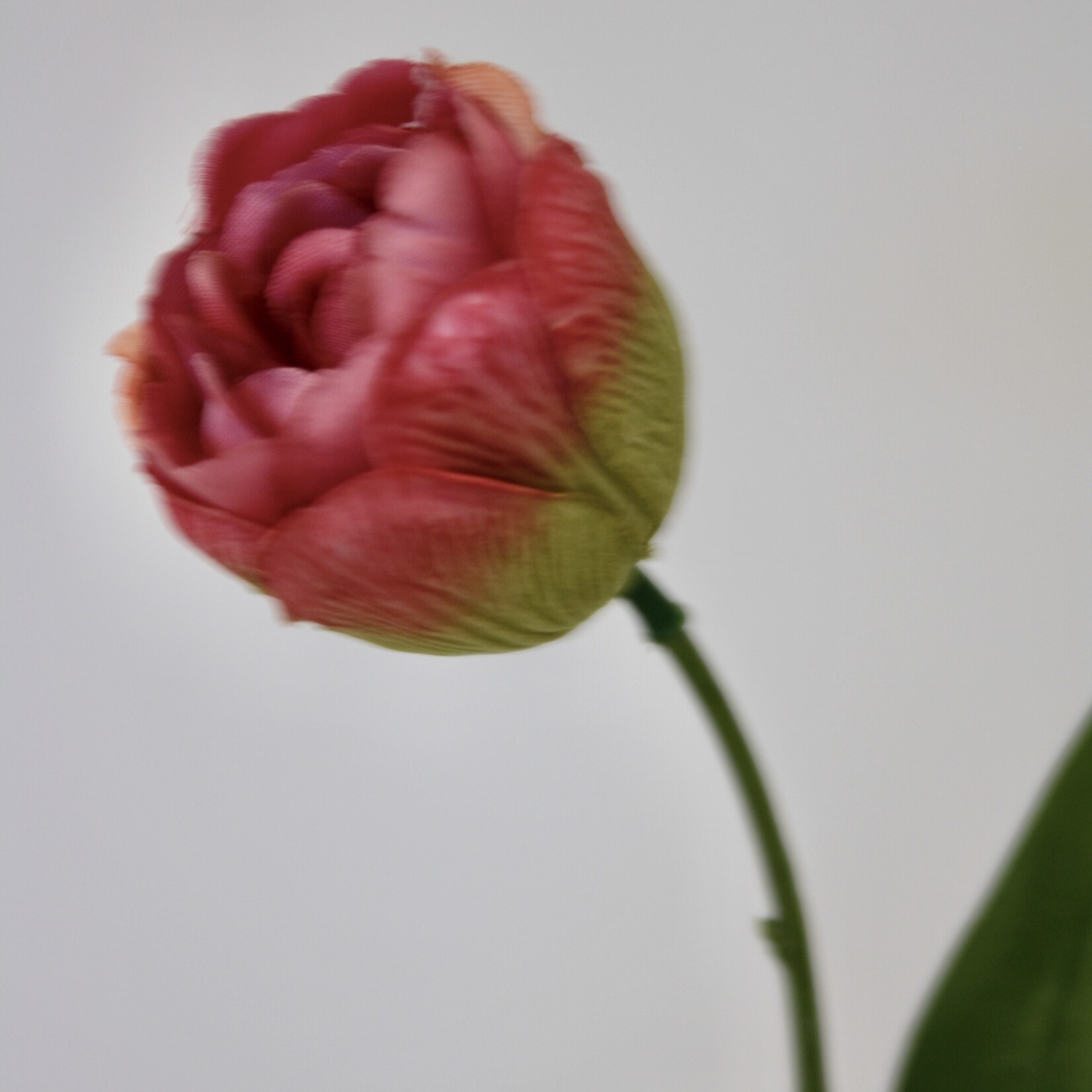 TULIP MELBA | PINK | 48 CM