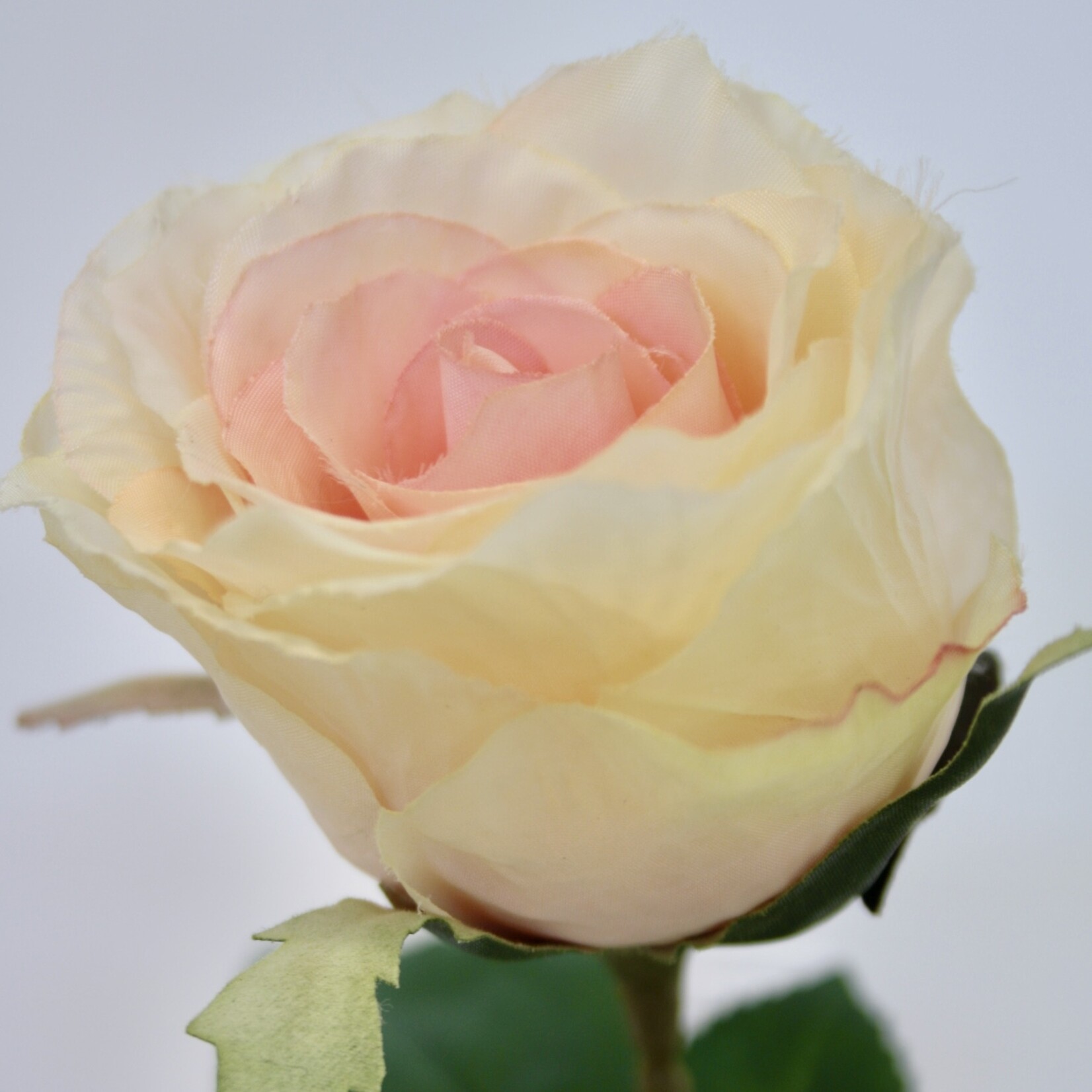 GARDEN ROSE SINGLE | LIGHT PINK | 69 CM