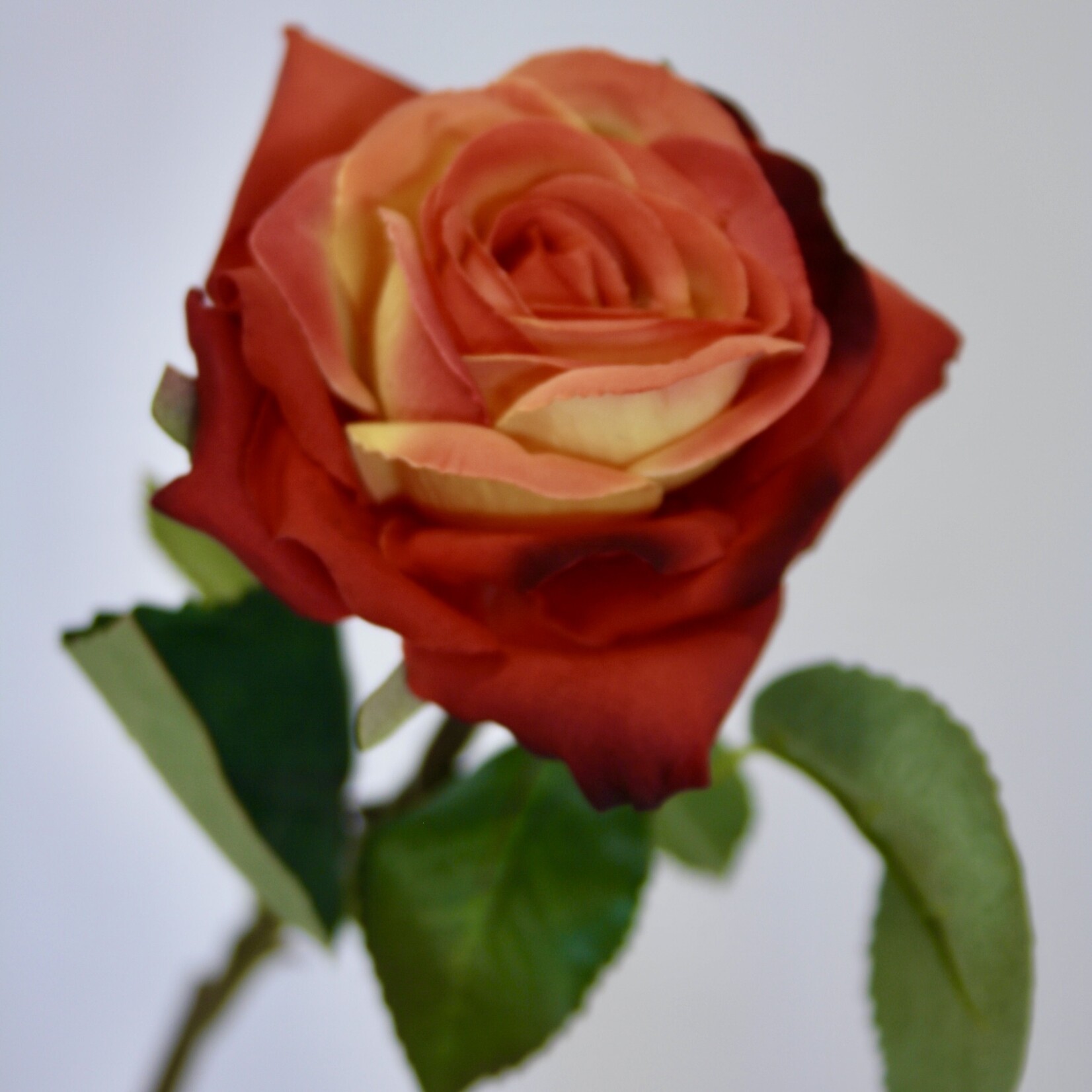 ROOS | ORANJE ROOD | 40 CM