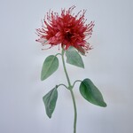 BERGAMOT | ROZE | 85 CM