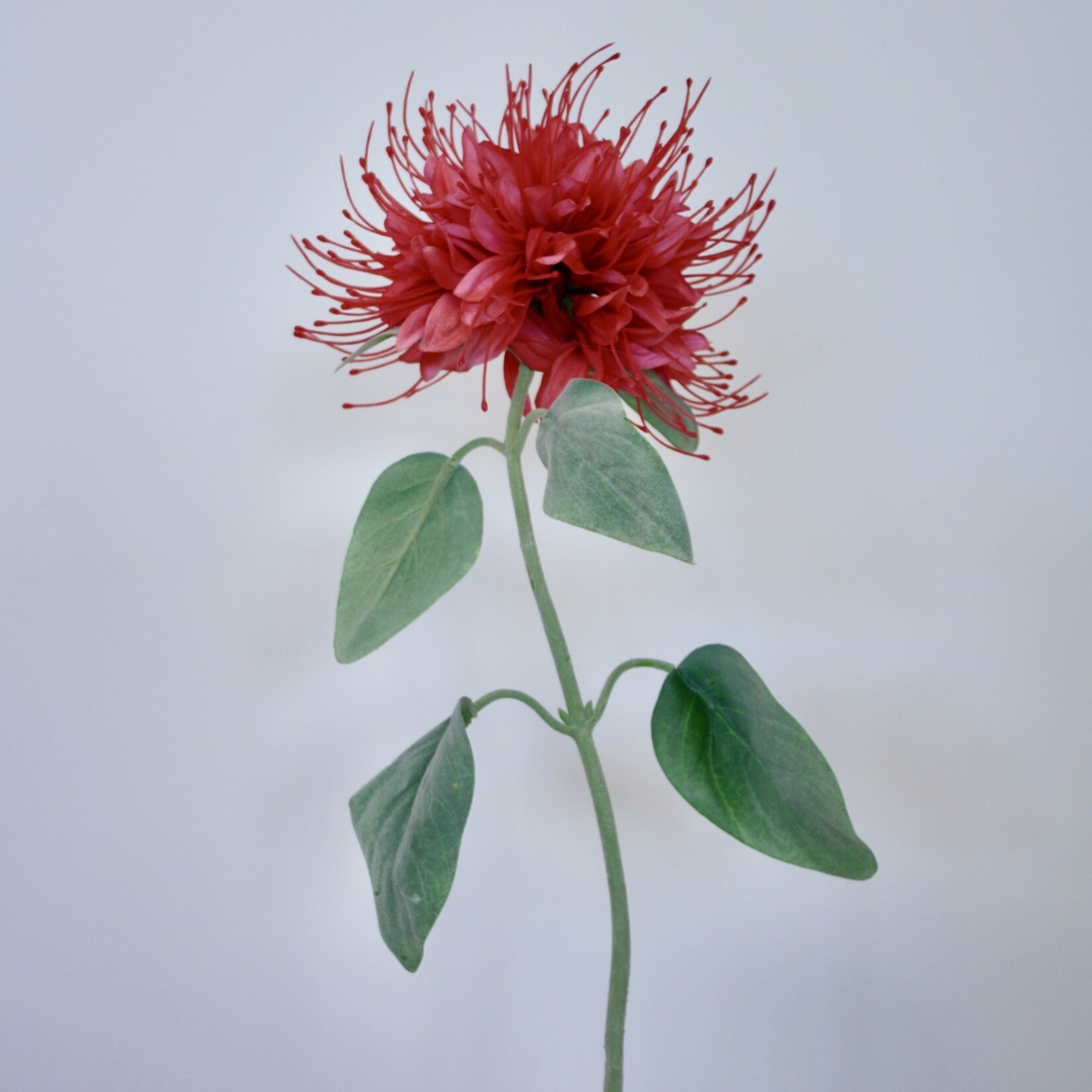 SPINY SPIDER | PINK | 85 CM  - Copy