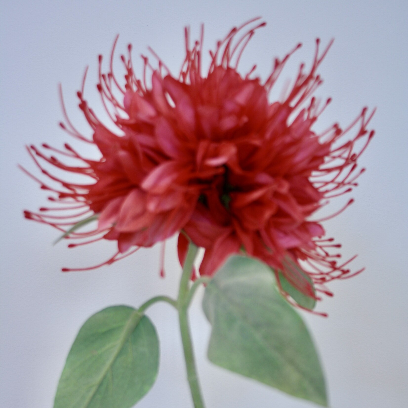 BERGAMOT | ROZE | 85 CM