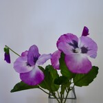 VIOLA | PURPLE | 24 CM