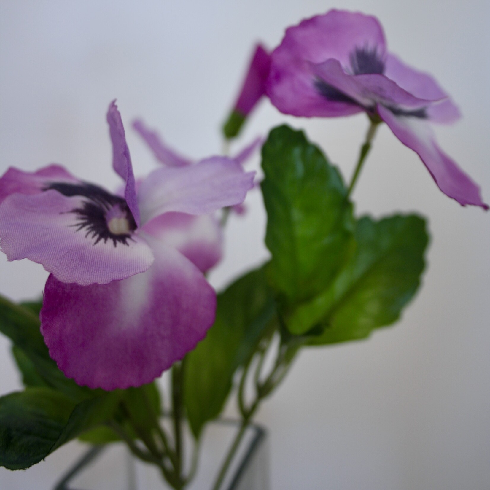VIOOLTJE WITTROCKIANA | PAARS | 24 CM