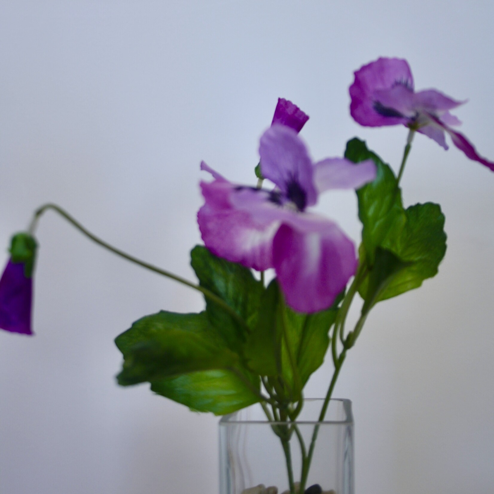 VIOLA WITTROCKIANA  | PURPLE | 24 CM