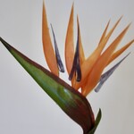 BIRD OF PARADISE | ORANGE | 90 CM