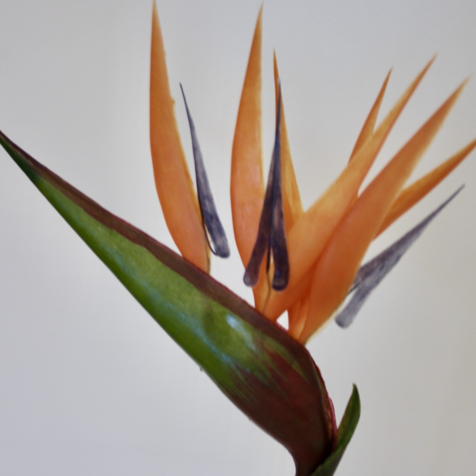 PARADIJSVOGELBLOEM | ORANJE | 90 CM