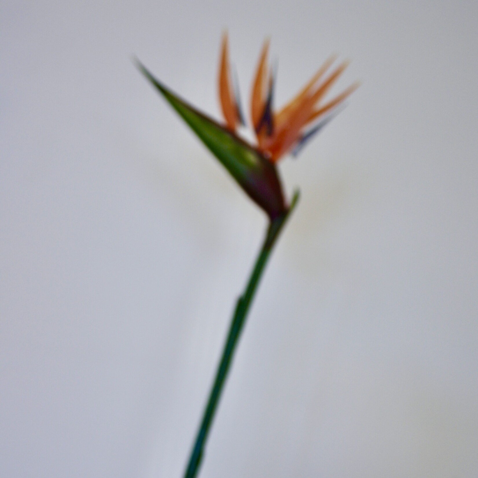 PARADIJSVOGELBLOEM | ORANJE | 90 CM