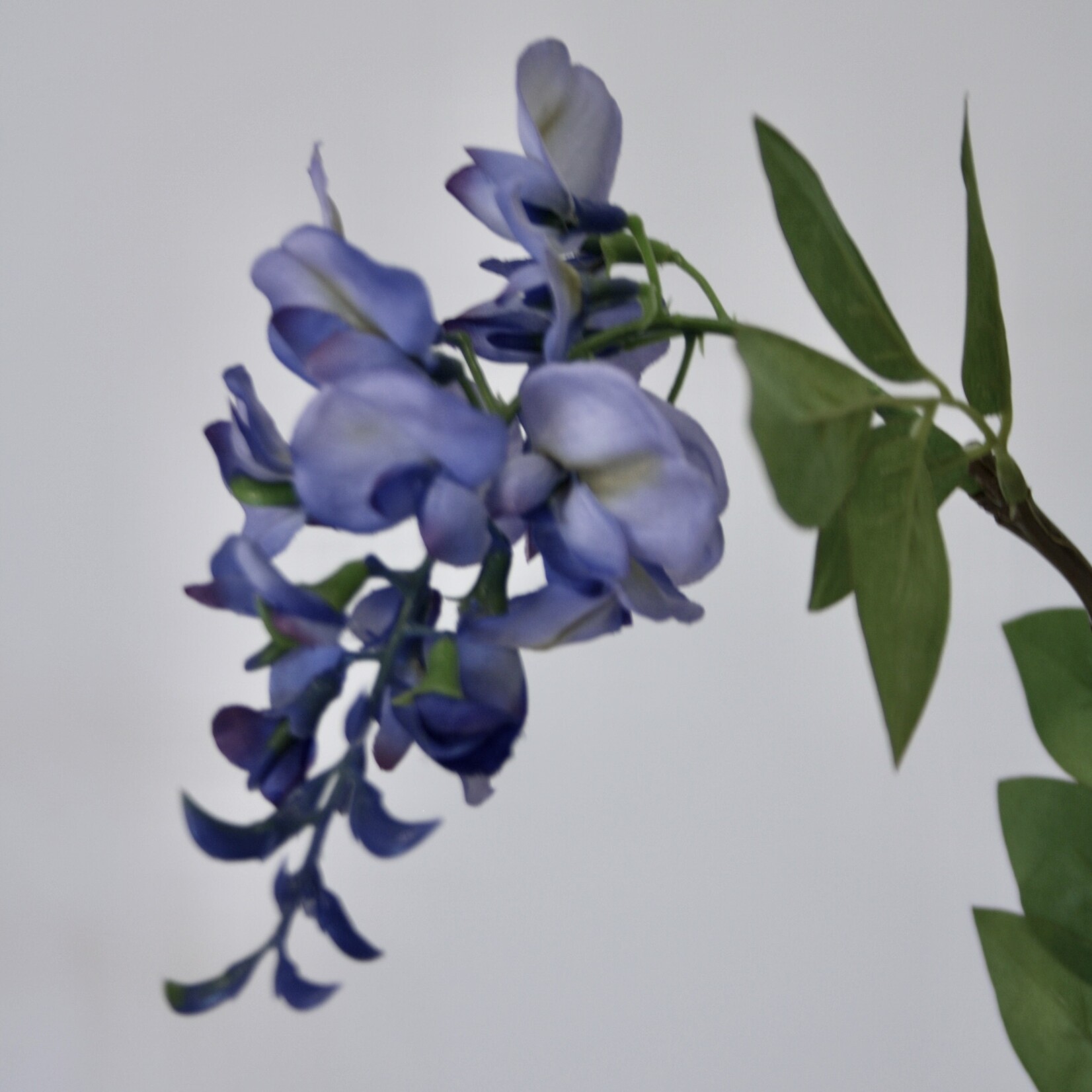 WISTERIA | BLUE | 80 CM