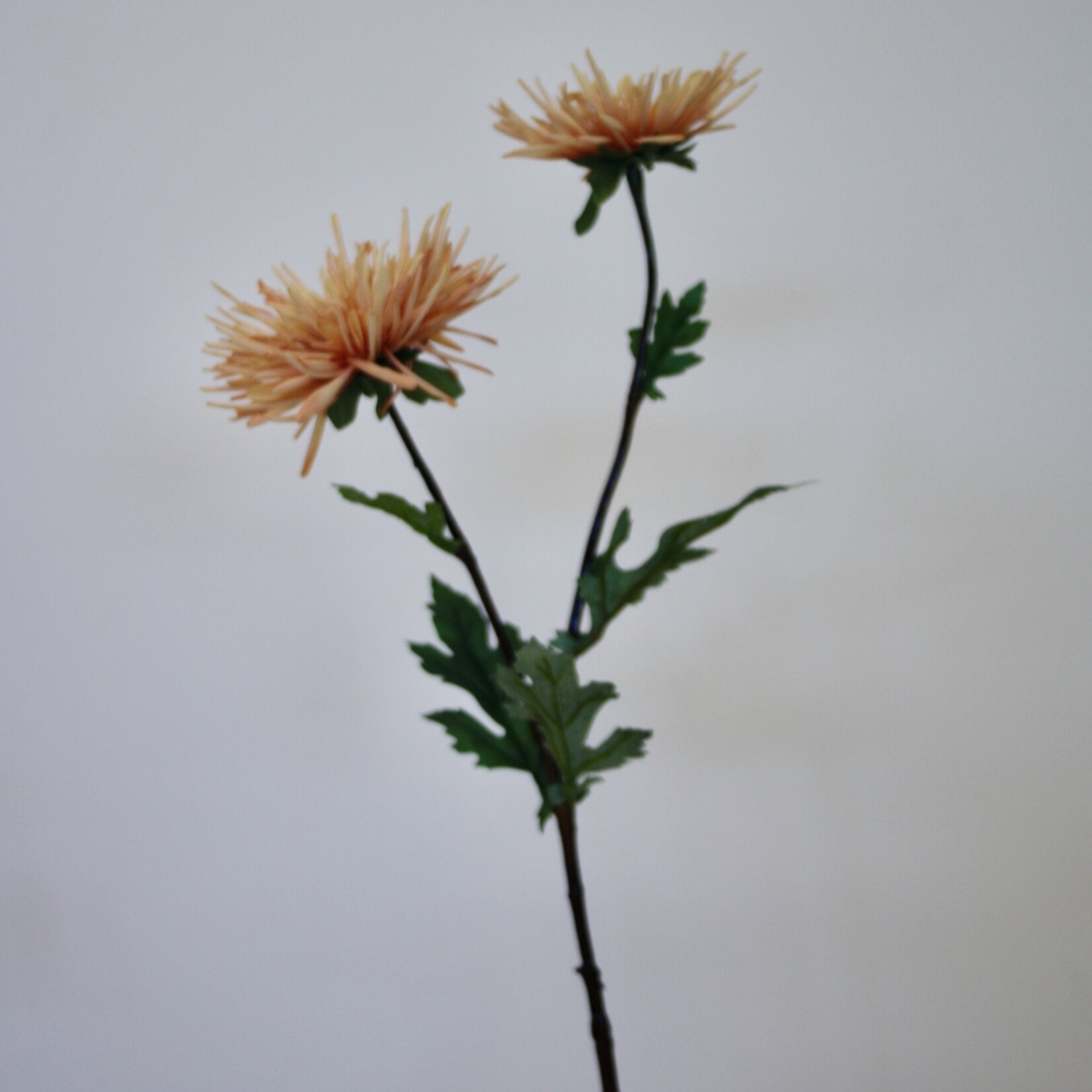CHRYSANTHEMUM FINE FEATHERS | ORANGE | 72 CM