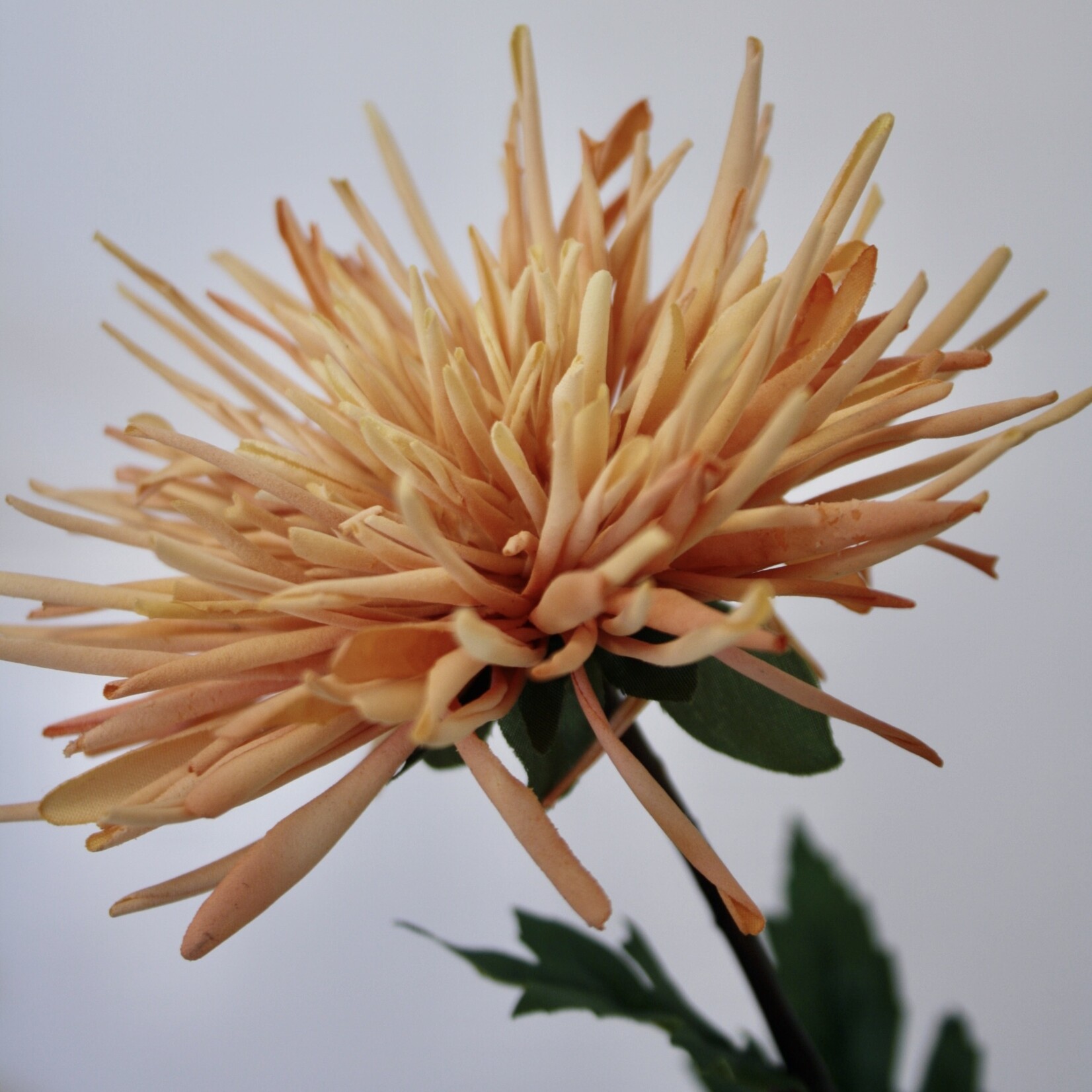 CHRYSANTHEMUM FINE FEATHERS | ORANGE | 72 CM