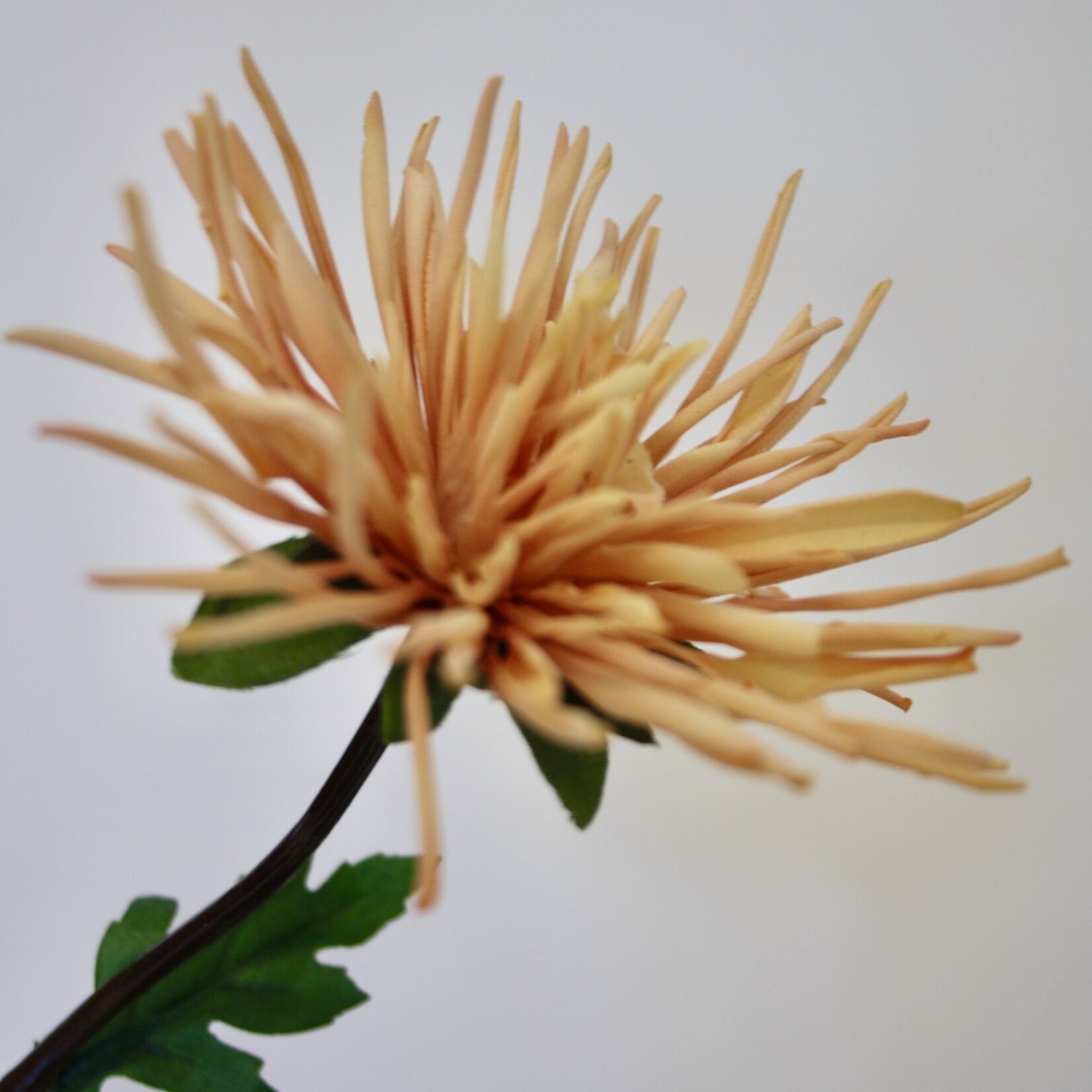 CHRYSANT FINE FEATHERS| ORANJE | 72 CM