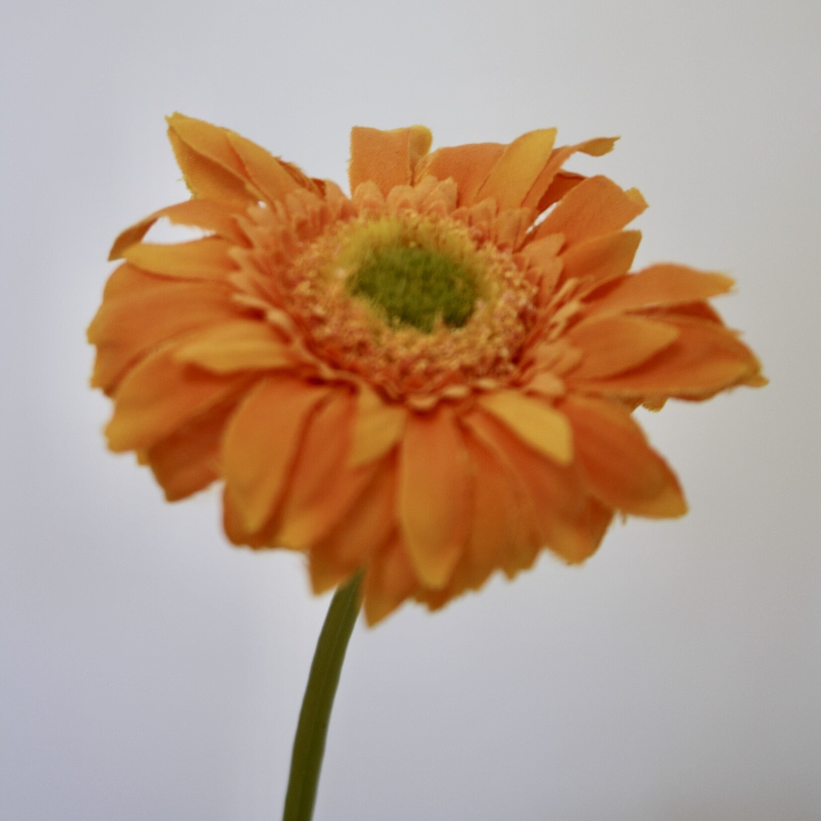 GERBERA | ORANJE | 50 CM