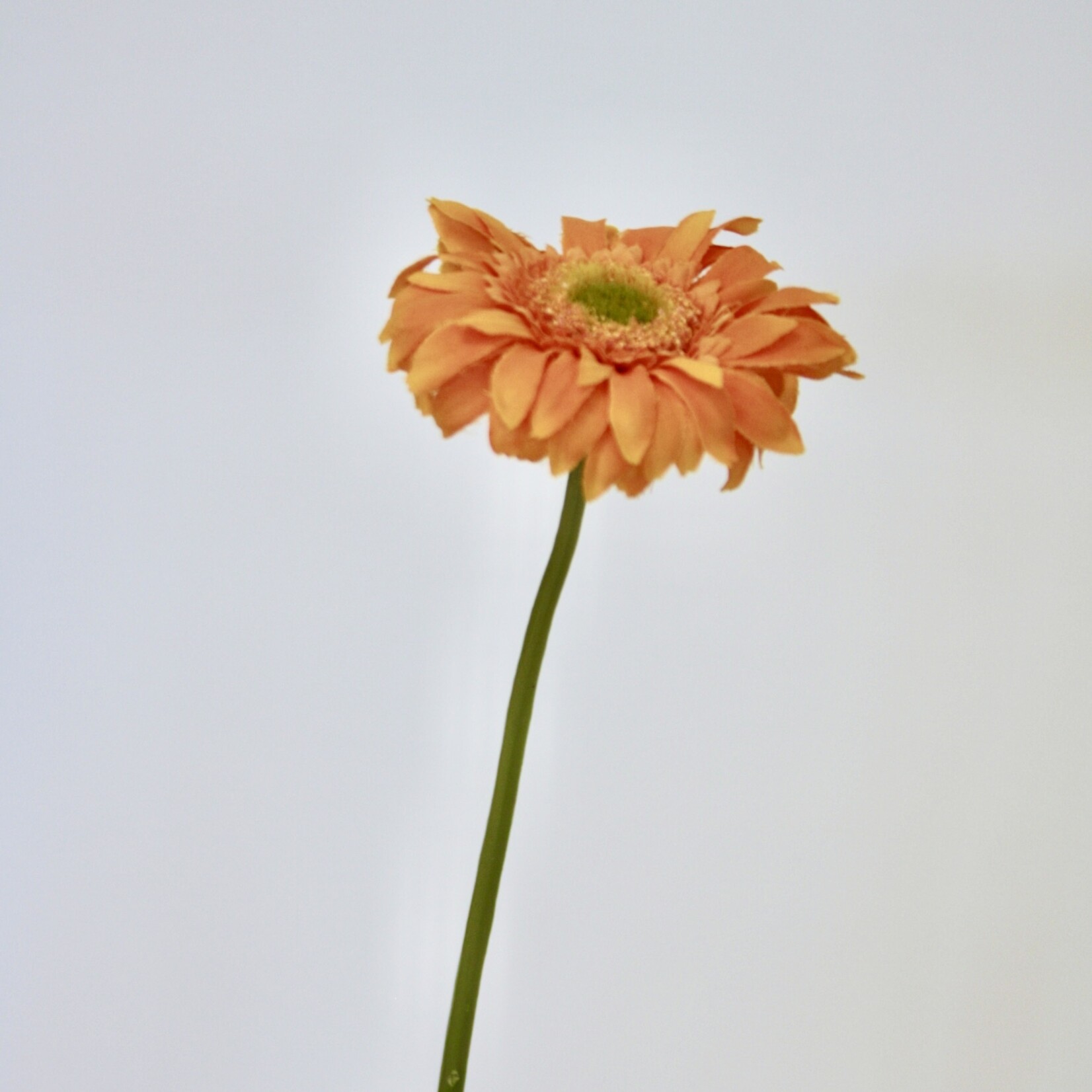 GERBERA | ORANJE | 50 CM