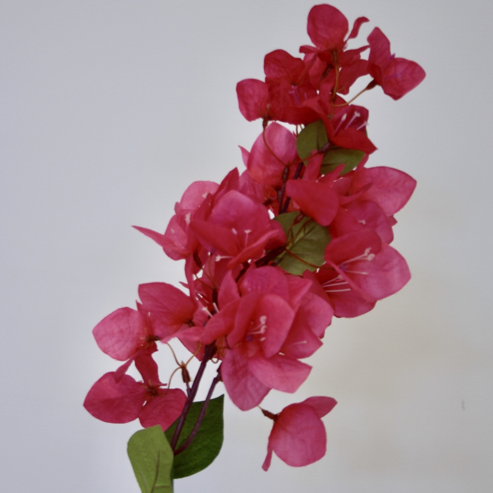 BOUGAINVILLEA  HELEN JOHNSON | FUCHSIA  | 80 CM