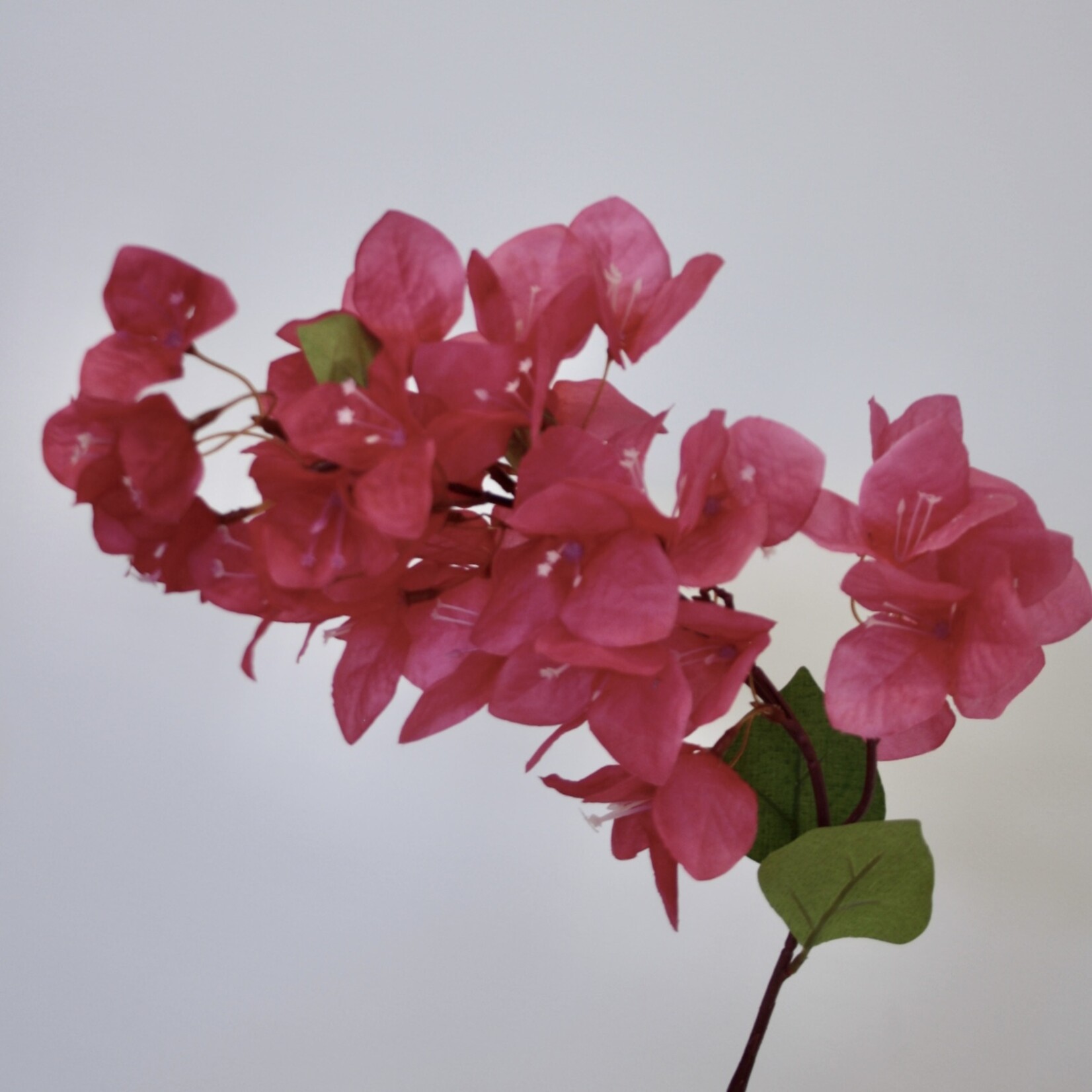 BOUGAINVILLEA  HELEN JOHNSON | FUCHSIA  | 80 CM
