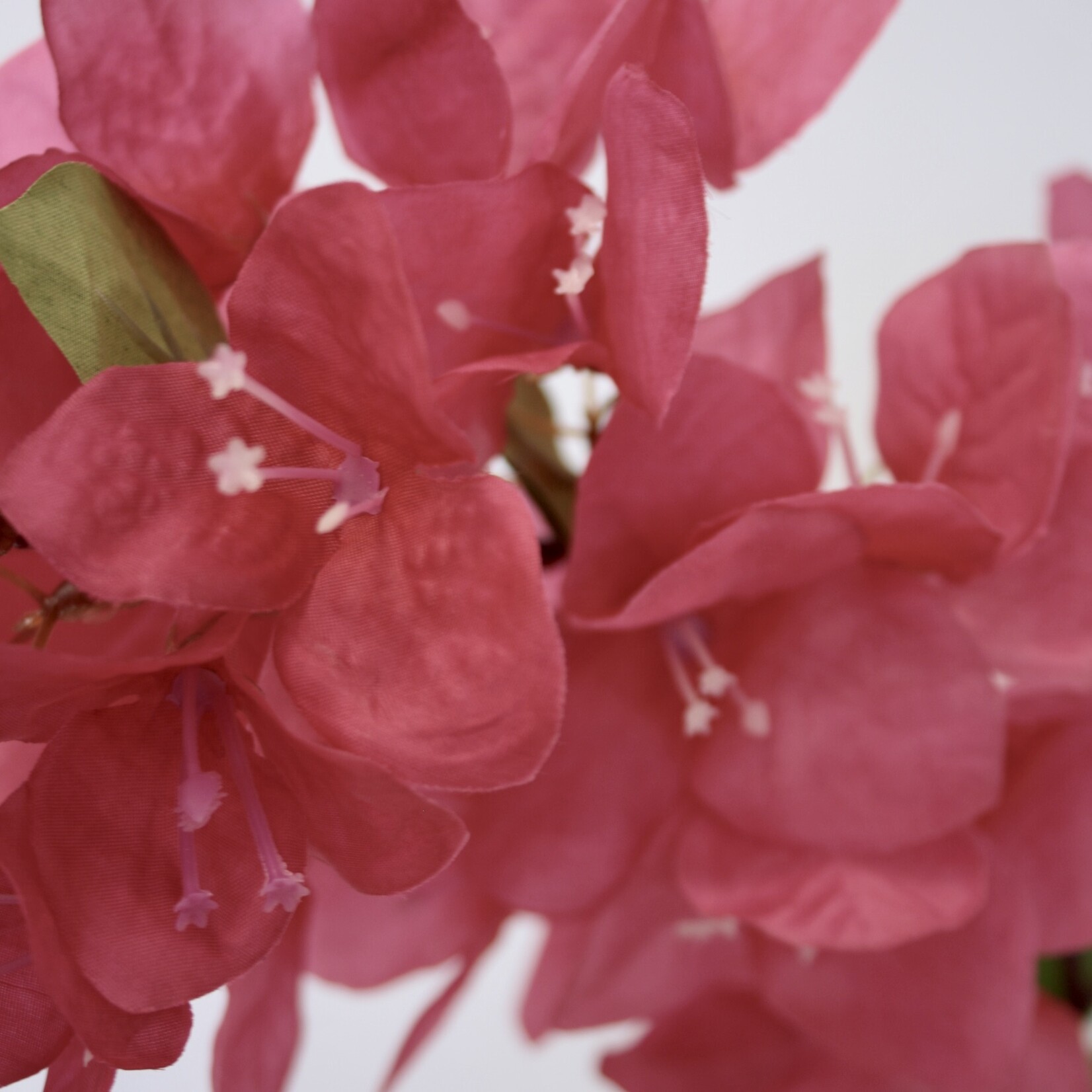 BOUGAINVILLEA  HELEN JOHNSON | FUCHSIA  | 80 CM