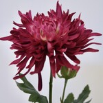 CHRYSANT KORT | FUCHSIA | 40 CM