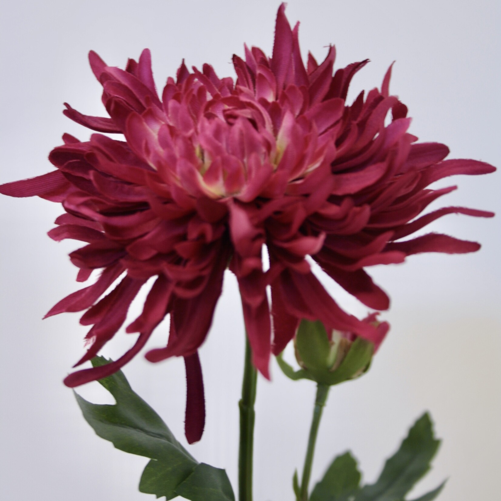 CHRYSANT KORT | FUCHSIA | 40 CM