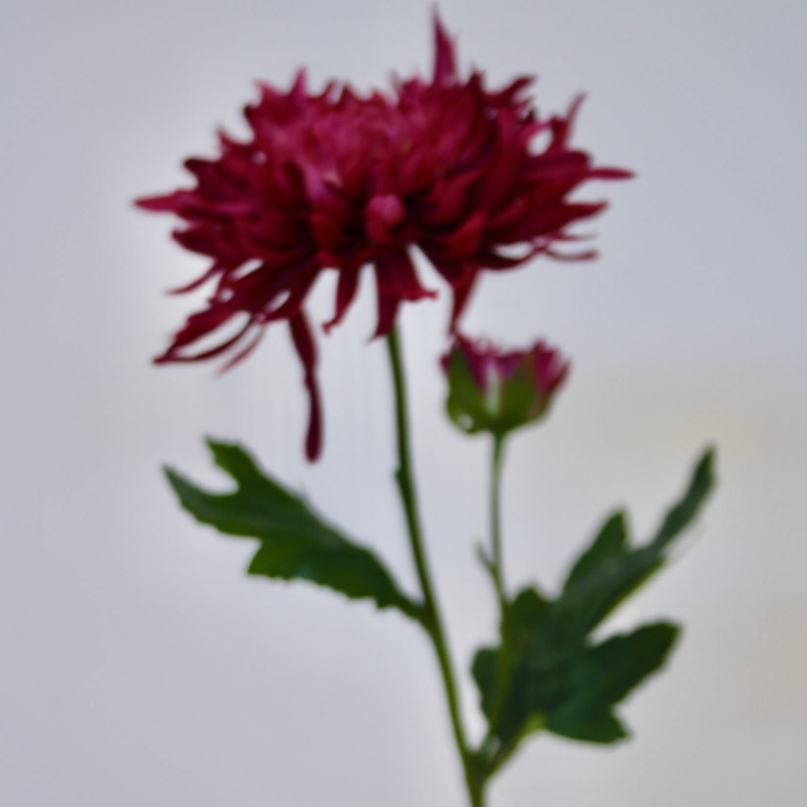 CHRYSANT KORT | FUCHSIA | 40 CM