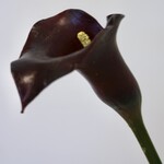 CALLA | BORDEAUX | 75 CM