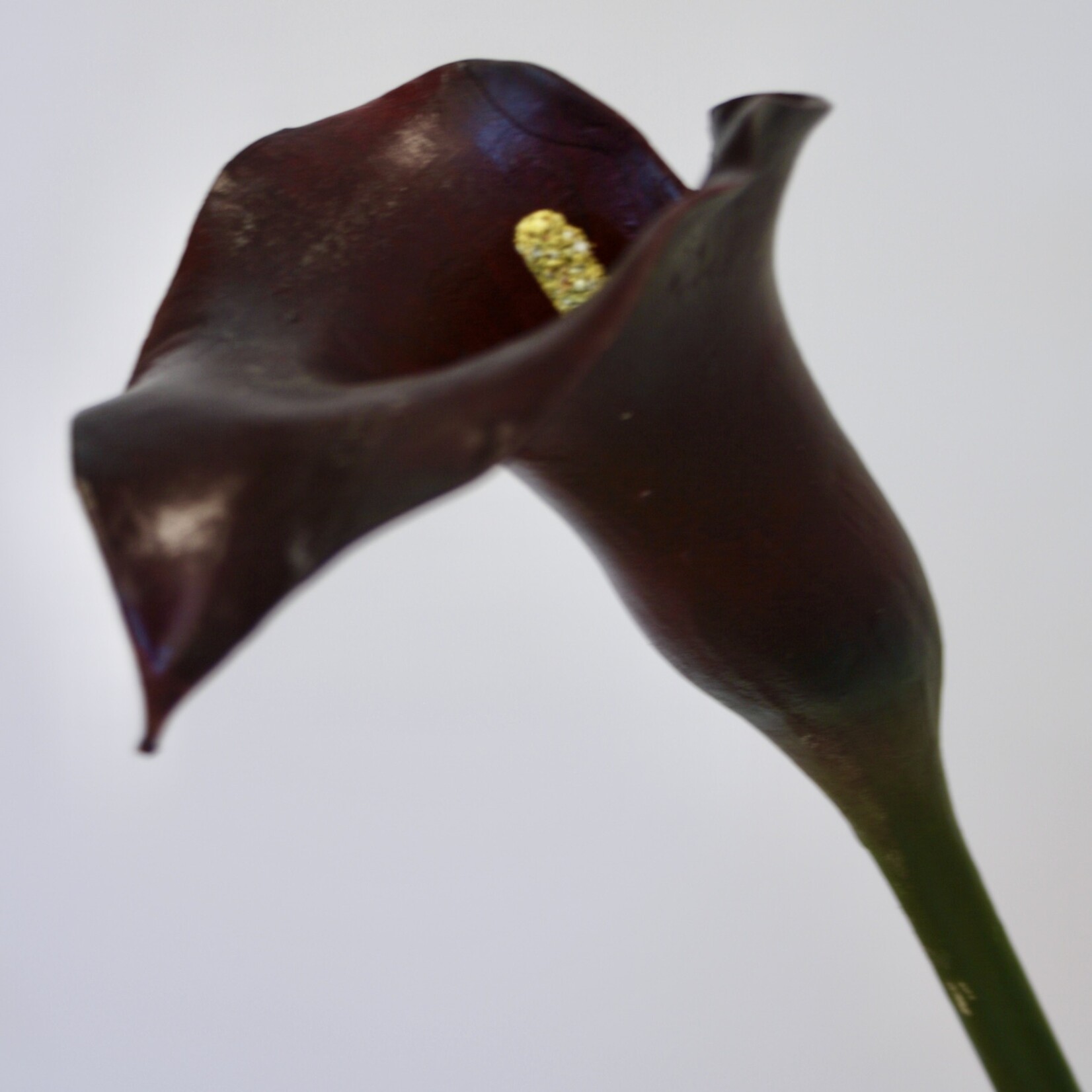 CALLA | BURGUNDY | 75 CM