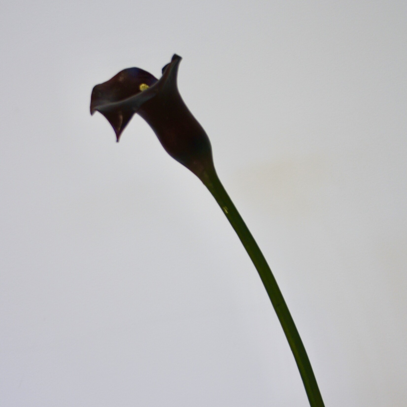 CALLA | BURGUNDY | 75 CM