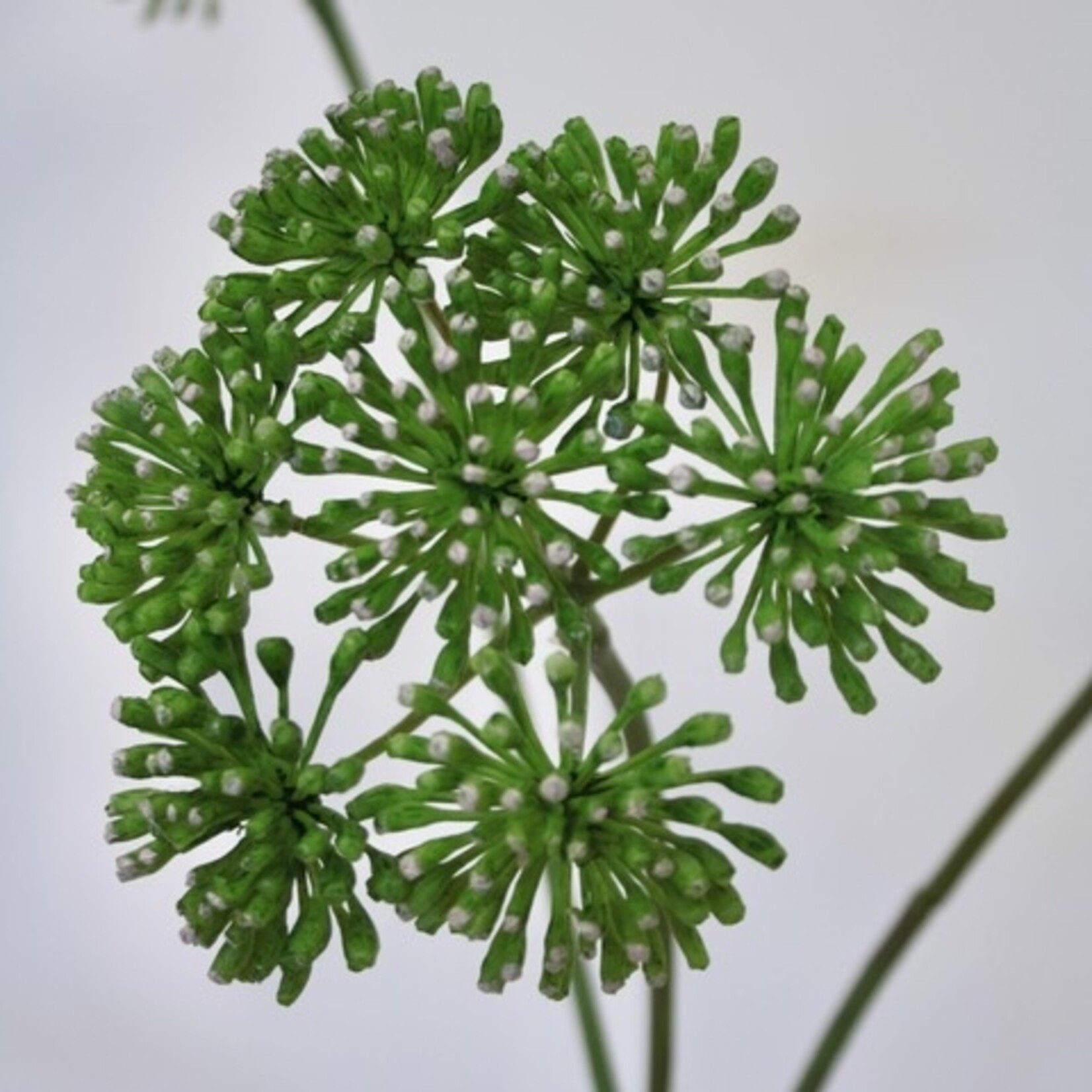 ANGELICA| GREEN | 83 CM