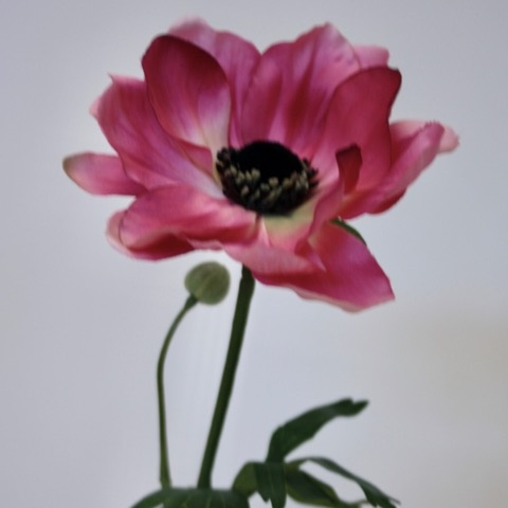 ANEMOON SYLPHIDE | ROZE | 42 CM